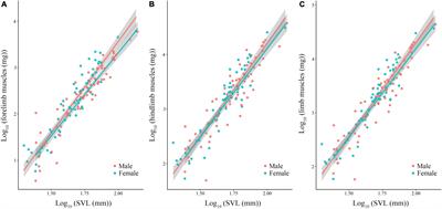 Testing the Role of Environmental Harshness and Sexual Selection in Limb Muscle Mass in Anurans